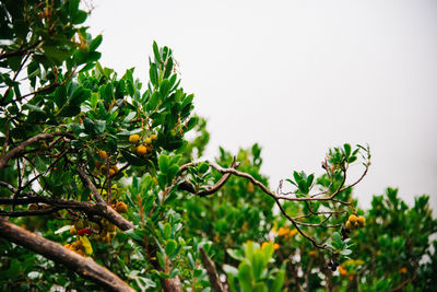 Close-up of fruits growing on tree against clear sky