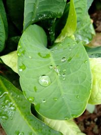 Close-up of water drops on leaf