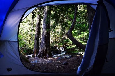 Trees seen through tent