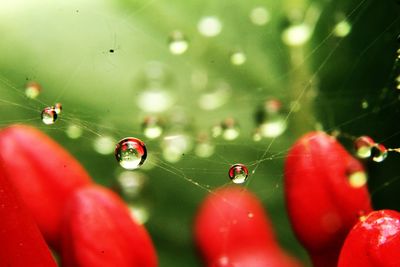 Close-up of wet spider web