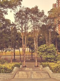 Trees in park against sky