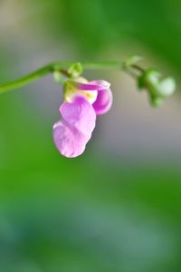 Close-up of pink flower