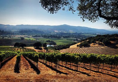 Scenic view of vineyard against sky