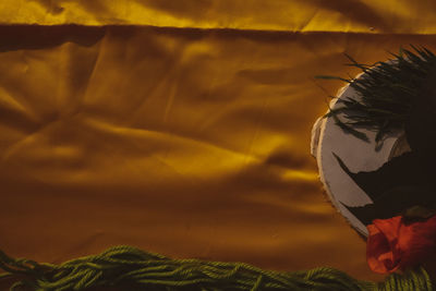 Close-up of a cat on bed