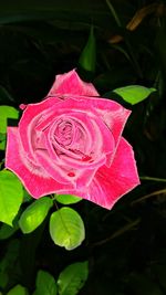 Close-up of pink rose blooming outdoors