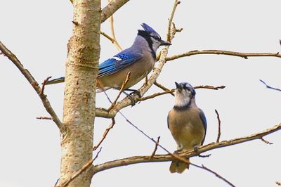 Low angle view of birds perching on tree