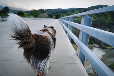 Close-up of dog