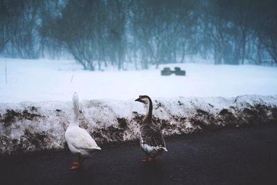 Close-up of birds in water