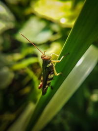 Close-up of insect on leaf