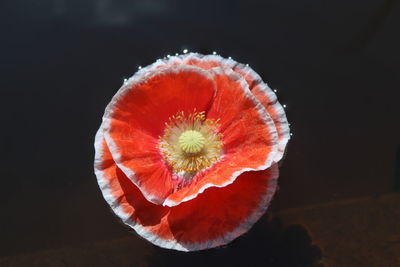 Close-up of strawberry over black background