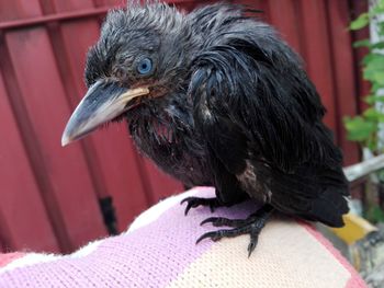 Close-up of a bird looking away