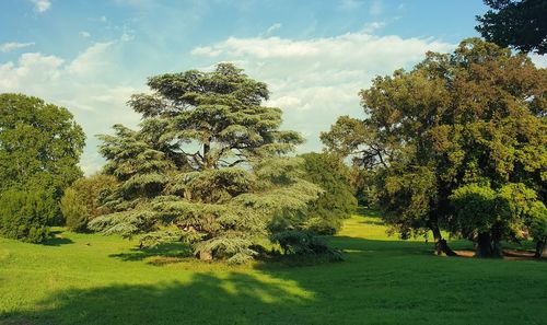 Trees on field against sky