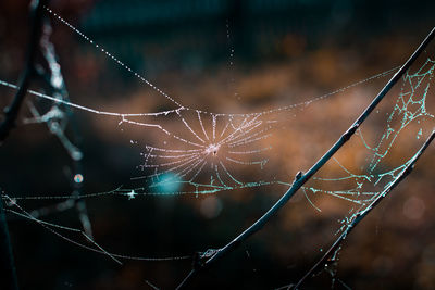 Close-up of wet spider web in rain