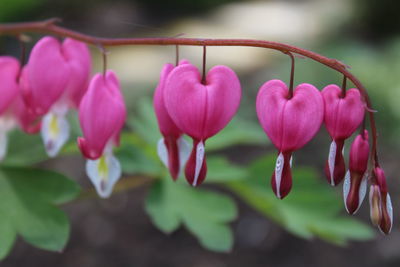 Close-up of pink flowering plants