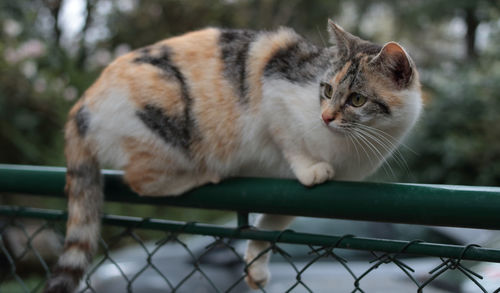 Cat standing on a fence