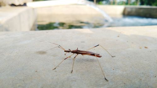 Close-up of insect on wall