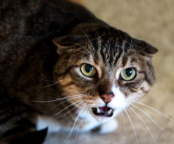 Close-up portrait of a cat