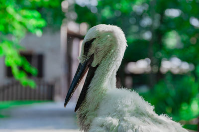 Close-up of a bird