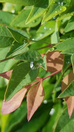 Close-up of leaves