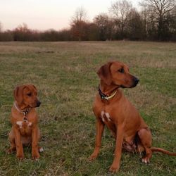 Portrait of dog on grassy field