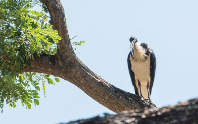 Low angle view of bird perching on tree against sky