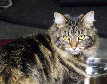 Close-up portrait of cat drinking water