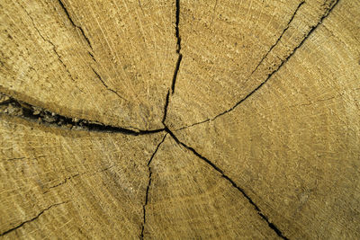 Full frame shot of cracked tree