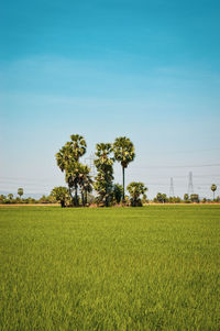 Scenic view of agricultural field against clear sky