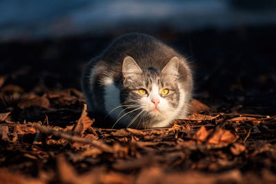 Portrait of kitten lying on land