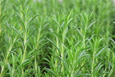 Full frame shot of corn field