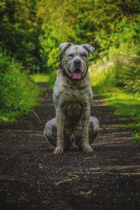 Portrait of dog 