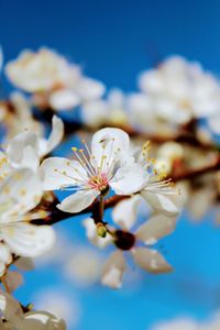 Close-up of white cherry blossoms