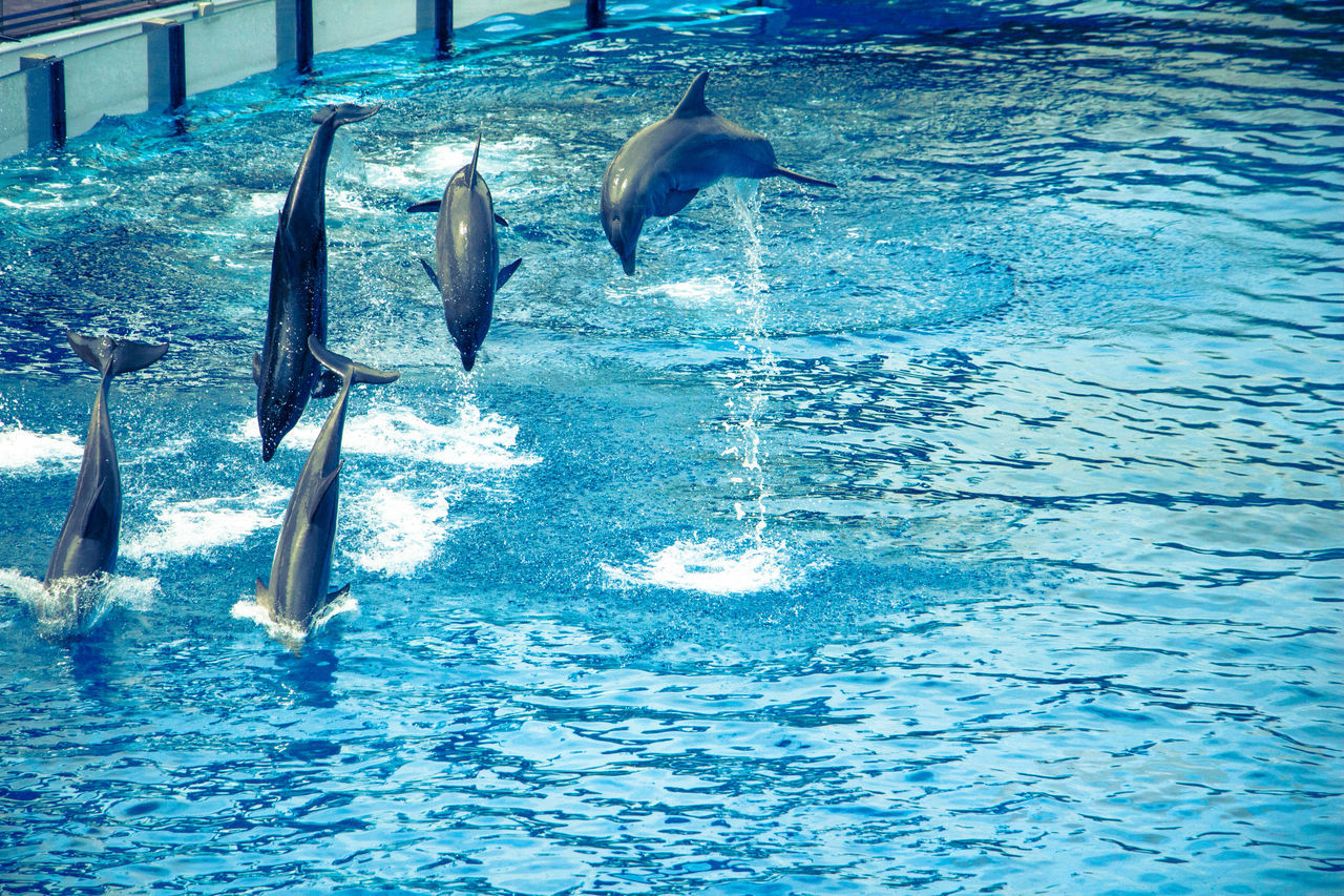 VIEW OF A JUMPING IN THE SEA