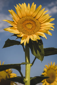 Close-up of yellow flowering plant against sky