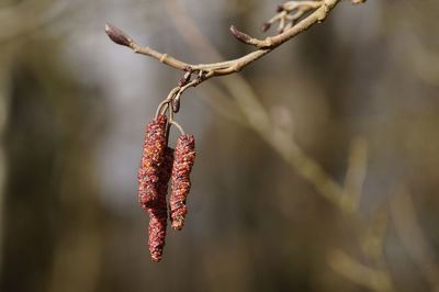 Close-up of plant against blurred background