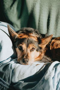 Close-up of dog