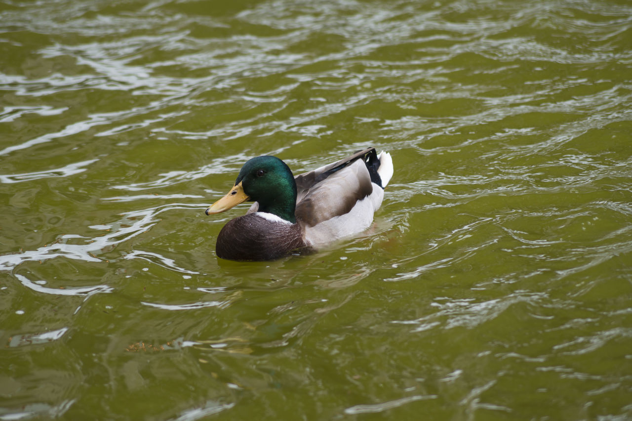 animal themes, water, animals in the wild, one animal, wildlife, swimming, bird, waterfront, duck, rippled, high angle view, lake, nature, two animals, day, outdoors, water bird, no people, mallard duck, zoology