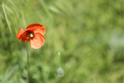 Close-up of red poppy flower