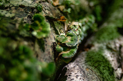 Close-up of moss growing on rock