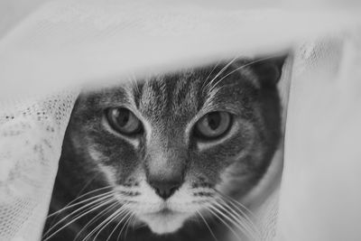 Close-up portrait of cat