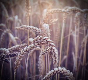 Close-up of rope tied up on plant