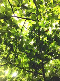 Low angle view of tree