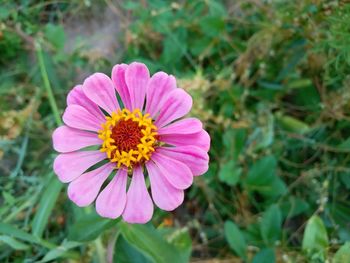 Close-up of pink flower on field