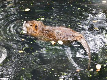 High angle view of sheep in lake
