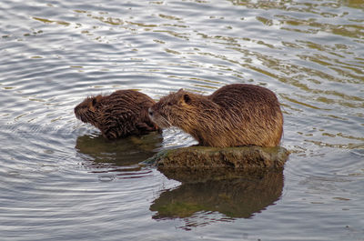 Front view of father and son nutria standing in the river