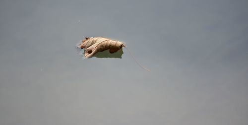 Close-up of insect swimming in water