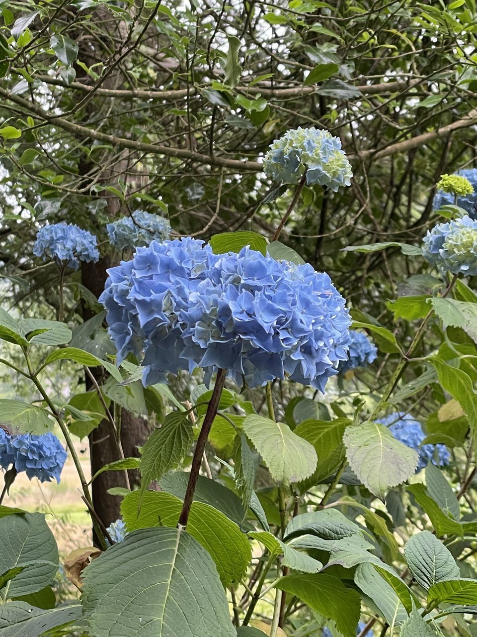 plant, growth, leaf, nature, plant part, flower, beauty in nature, green, day, tree, no people, blue, garden, shrub, outdoors, freshness, flowering plant, produce, close-up, land