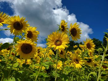 Close-up of sunflowers on field against sky