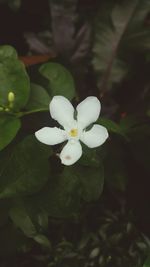 Close-up of white flowers