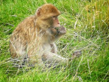 Monkey on field